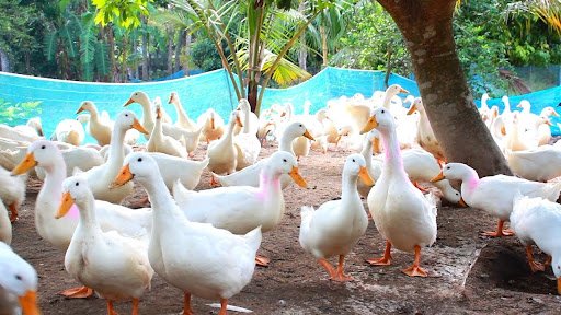 হাঁসের শ্রেণিবিন্যাস