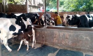 গরুর উন্নত জাত: বাংলাদেশের কৃষিক্ষেত্রে বিপ্লবের হাতিয়ার 5 গরুর উন্নত জাত