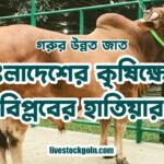 গরুর উন্নত জাত: বাংলাদেশের কৃষিক্ষেত্রে বিপ্লবের হাতিয়ার