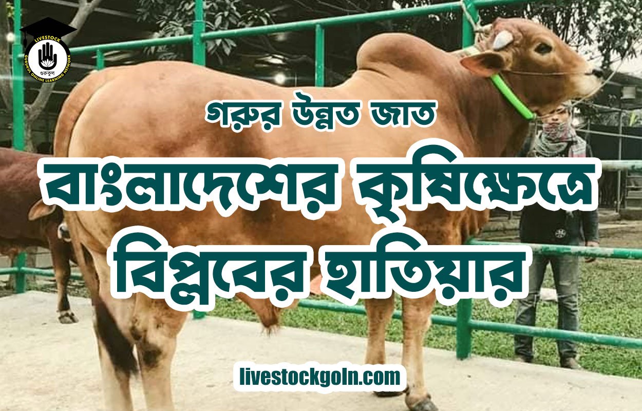 গরুর উন্নত জাত: বাংলাদেশের কৃষিক্ষেত্রে বিপ্লবের হাতিয়ার 1 গরুর উন্নত জাত: বাংলাদেশের কৃষিক্ষেত্রে বিপ্লবের হাতিয়ার