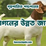ছাগলের উন্নত জাত