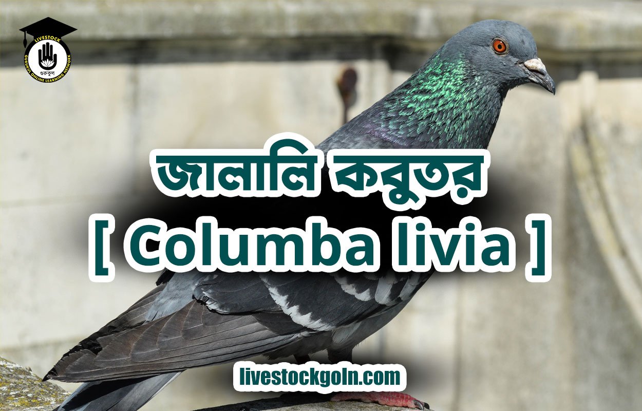 জালালি কবুতর [ Columba livia ]