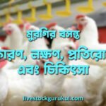 মুরগির বসন্ত কারণ লক্ষণ প্রতিরোধ এবং চিকিৎসা মুরগির বসন্ত: কারণ, লক্ষণ, প্রতিরোধ এবং চিকিৎসা